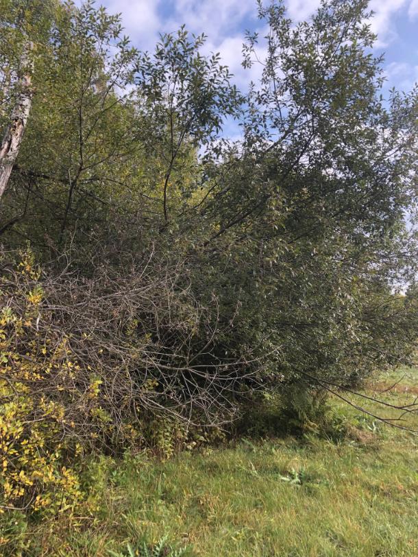 výřez invazivní vrby Horní město - skály